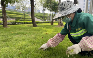 拔草护绿！校园草坪花式除草