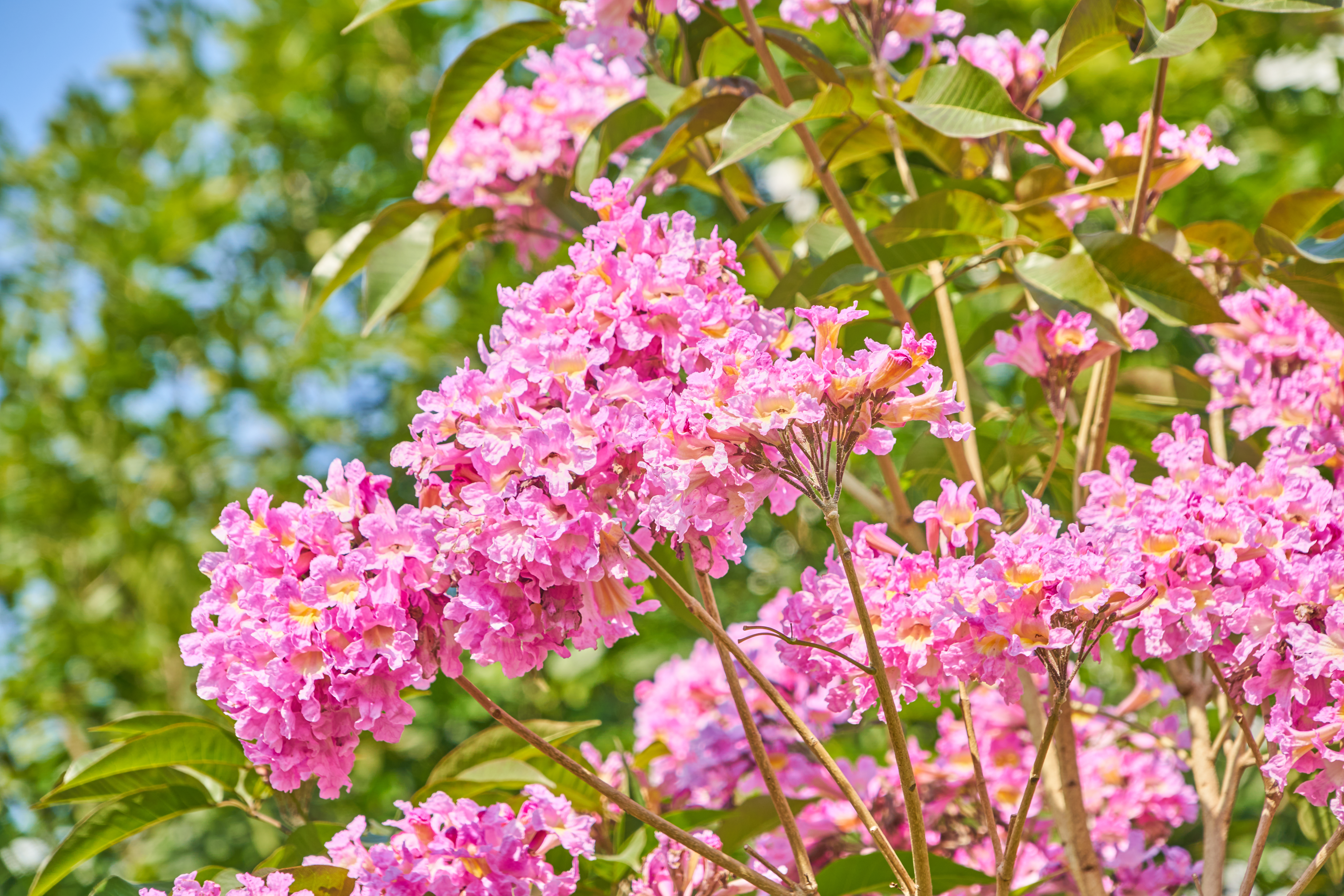 植物界变形记：破解顶流校花“羞怯症”