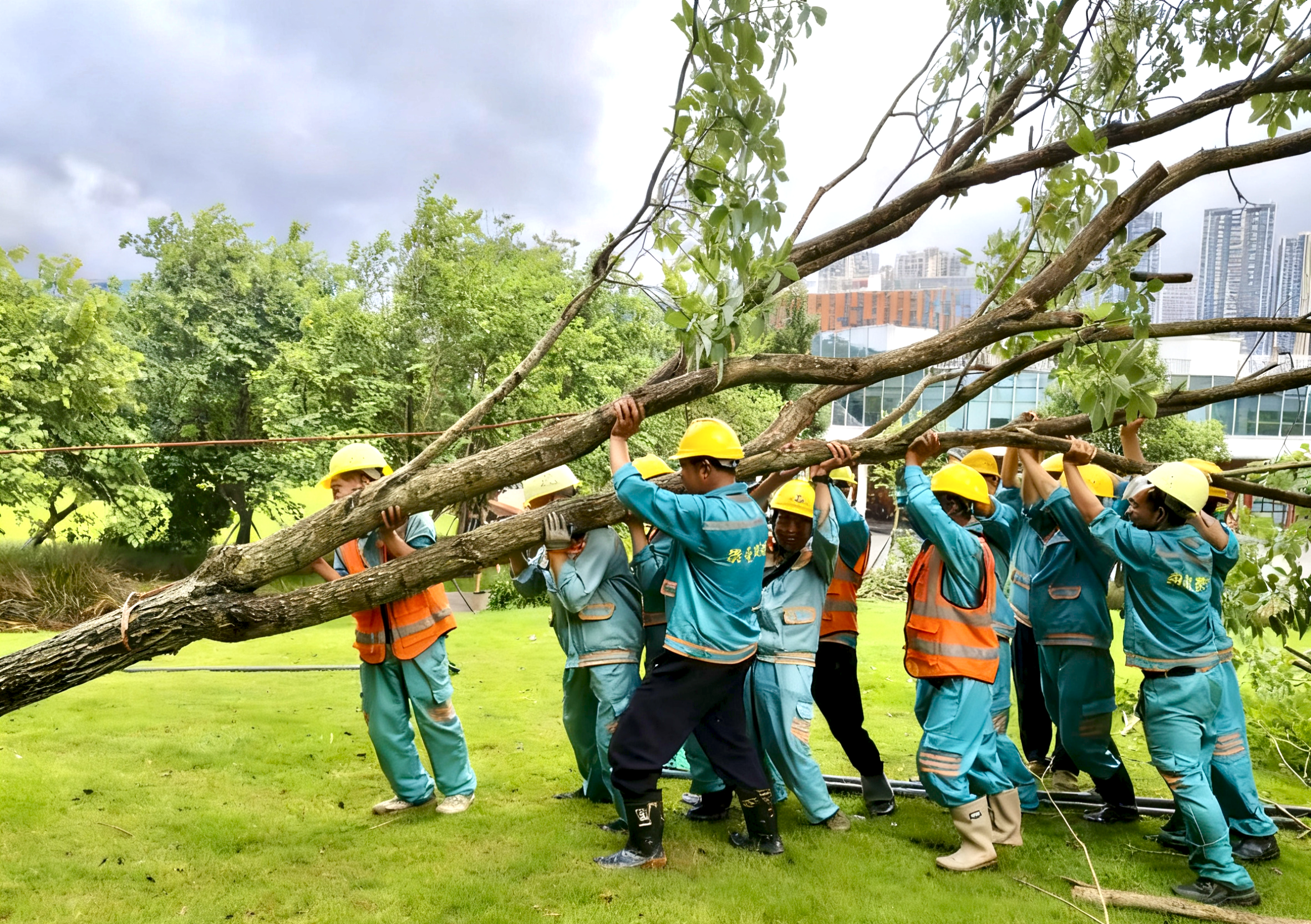 风雨过后焕新绿