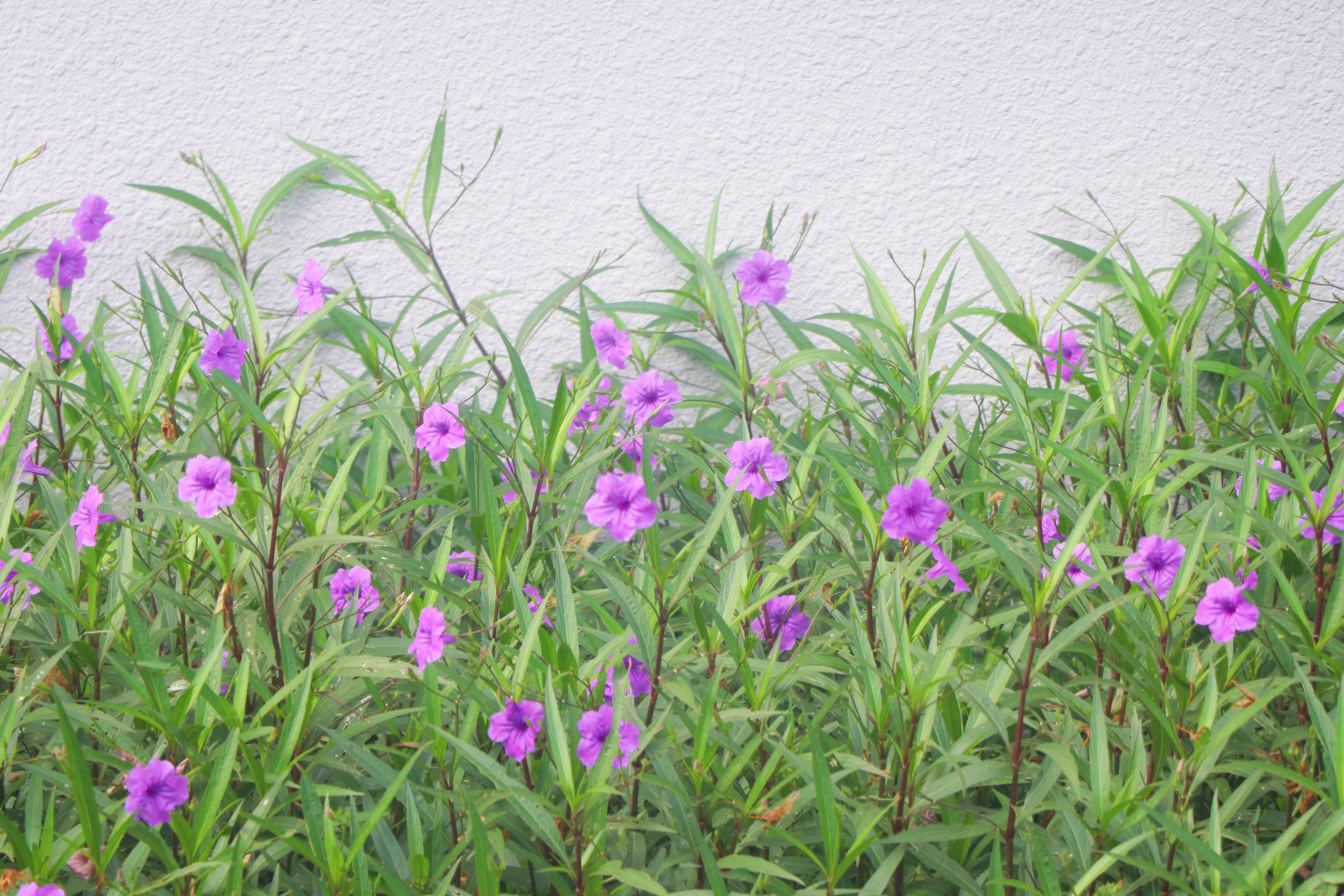 【南科大花园】只有一天生命，准时下班！