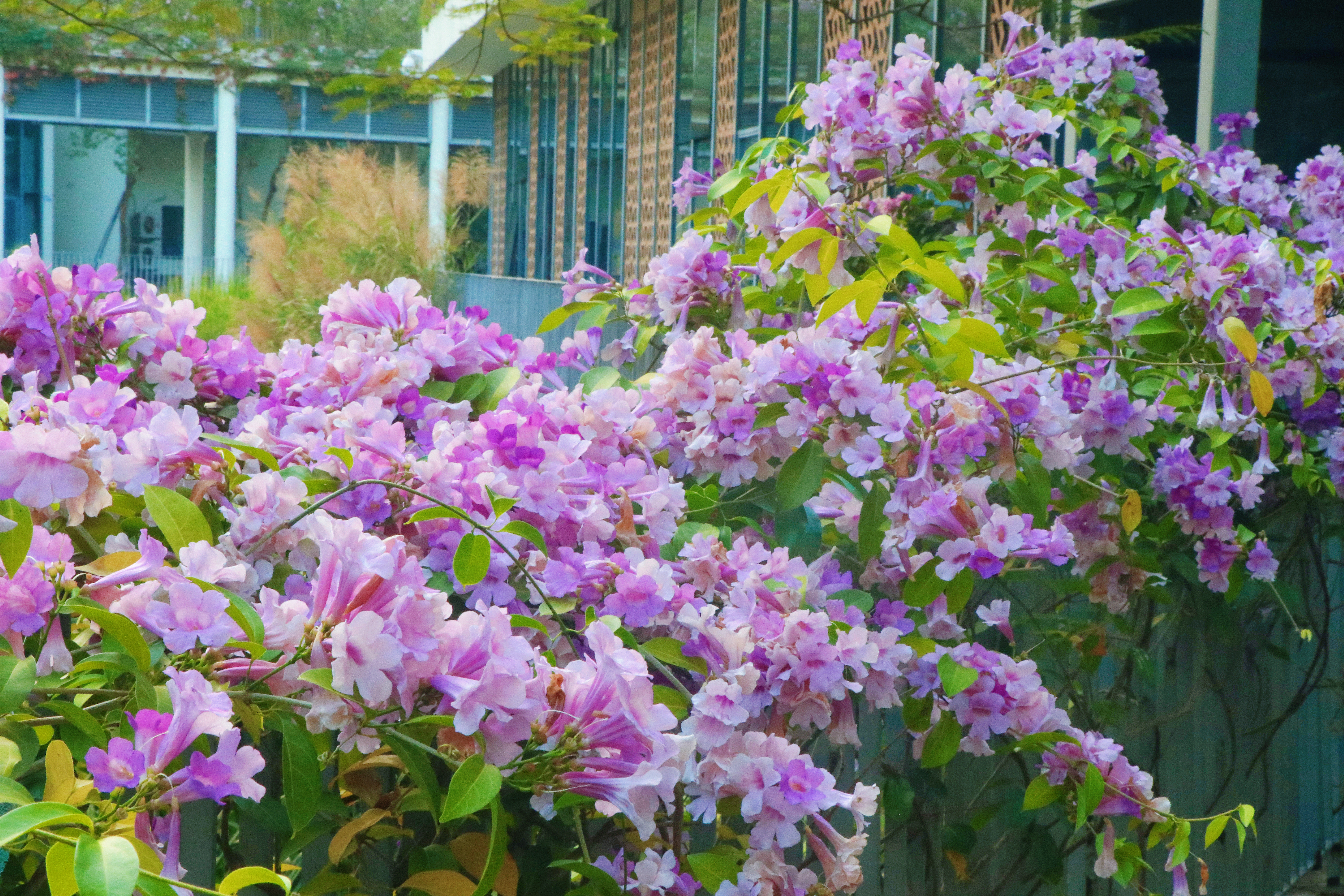 【南科大花园】上头！飘着蒜香的紫色花海