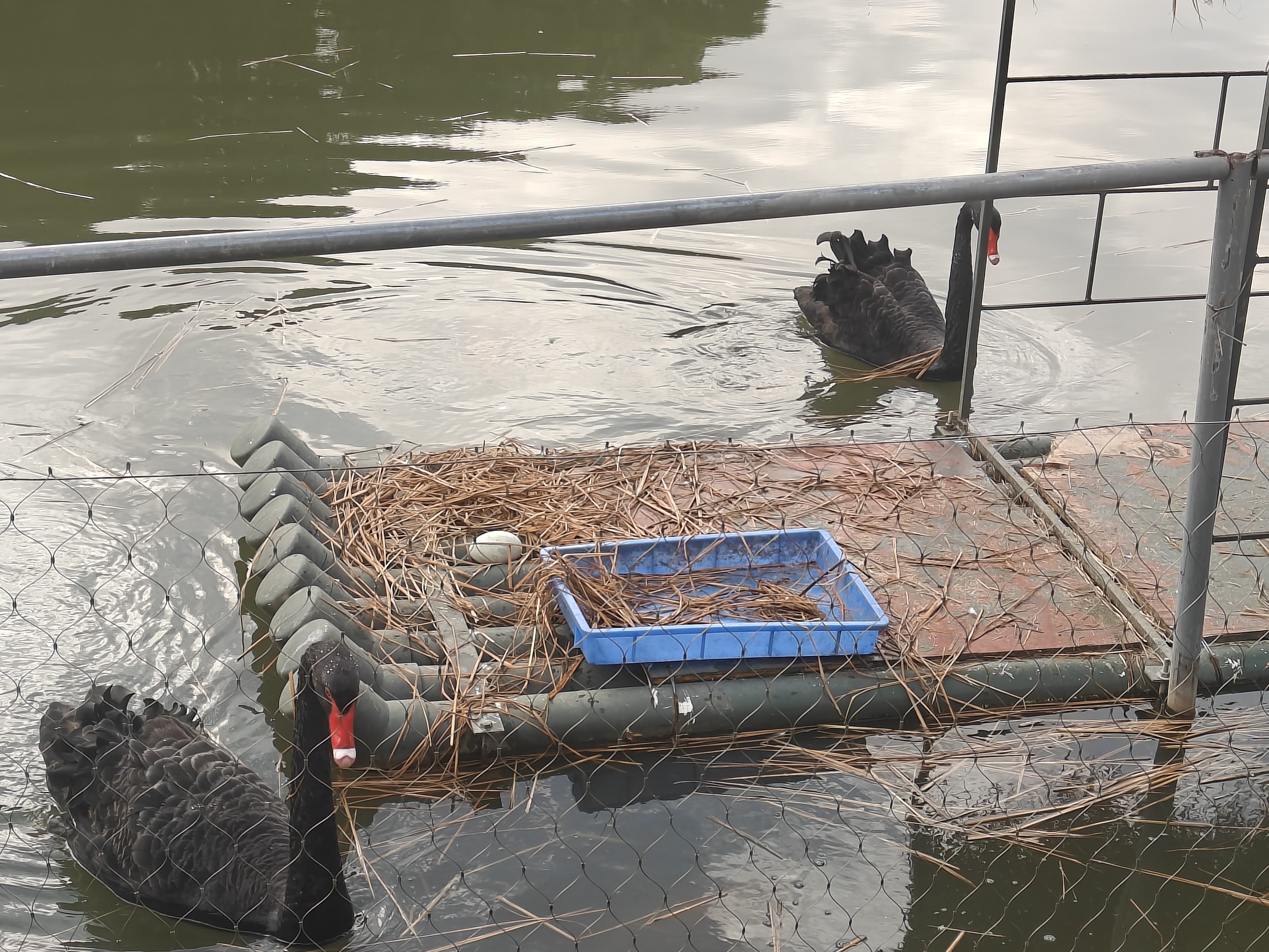 天鹅CP的校庆彩蛋：“黑煤球”破壳倒计时